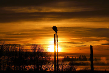 drewsrainbows Photography Blue Heron Sunrise Like Picasso-Monet-van Gogh-Matisse