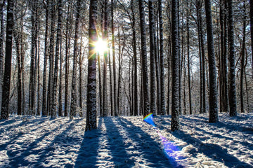 Frosted Trees