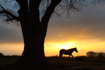 Golden Hour Horse