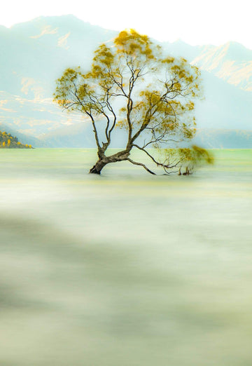 Peaceful Tree