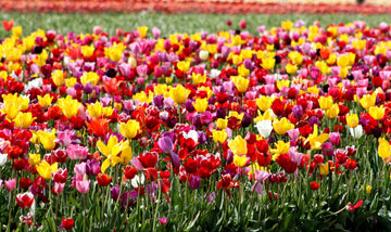 drewsrainbows Photography Rainbow of Tulips Like Picasso-Monet-van Gogh-Matisse