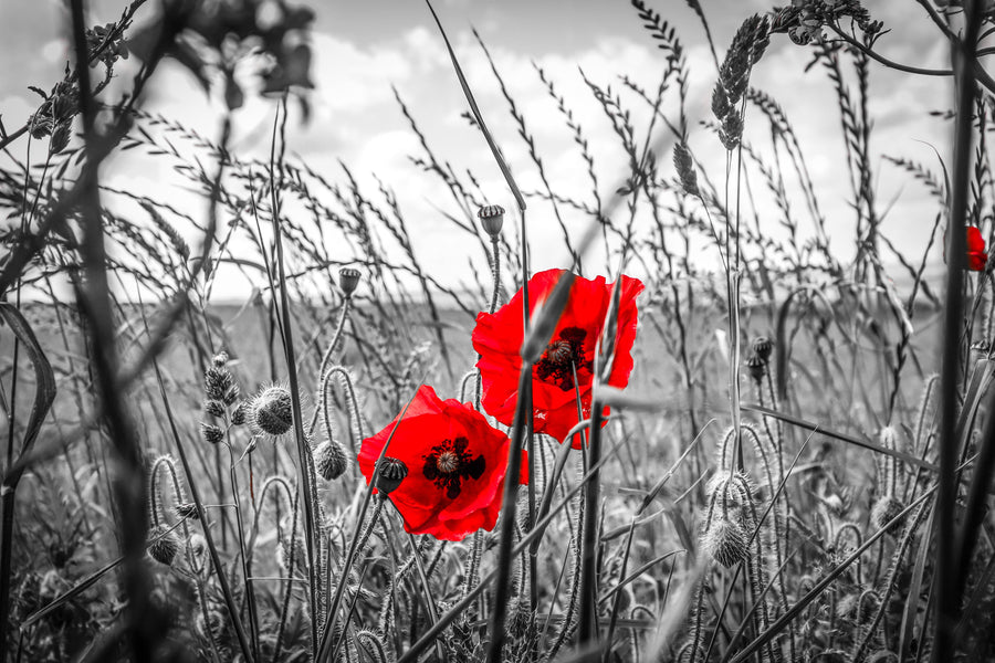 Red Flowers