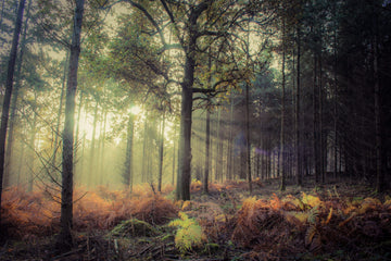 Sun Rays in the Trees