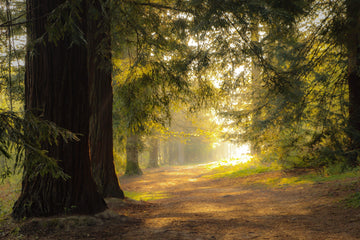 Sunlit Path