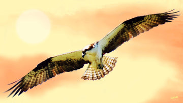 drewsrainbows Photography Sunshine Osprey Like Picasso-Monet-van Gogh-Matisse